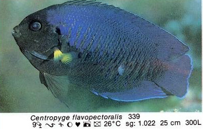 Centropyge flavopectoralis